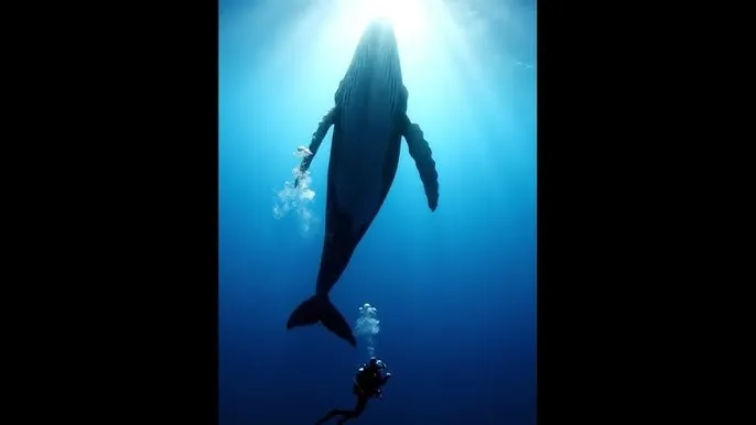 过度反应po - 深蓝星球：探索海洋深处的未知世界